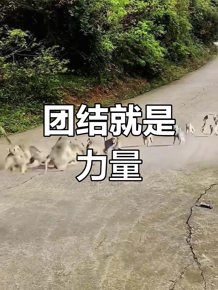 团结一心,我们就能战胜对手格言怎么说 团结一心,我们就能战胜对手格言怎么说